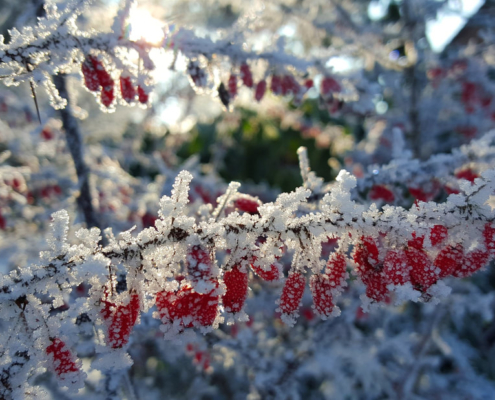 Gartenarbeit im Winter Landschaftsbau Bocholt Gartenpflege Rhede Innovatio