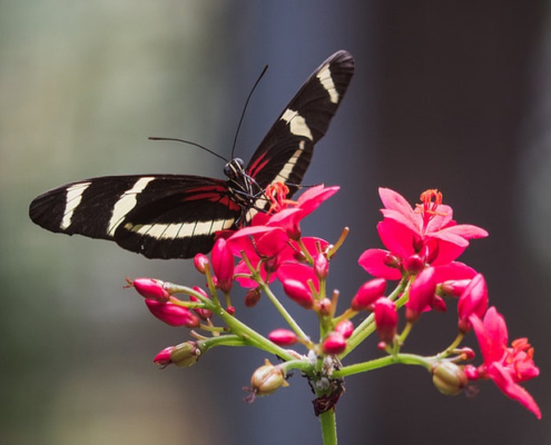 Nützlinge im Garten Gartenpflege Innovatio Bocholt rhede