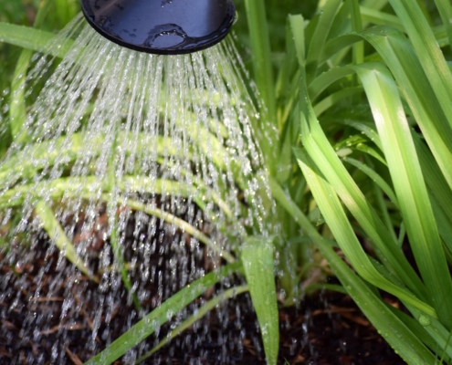 Pflanzen im Garten bei starker Hitze richtig gießen Gartenbau Pflege Innovatio Bocholt rhede